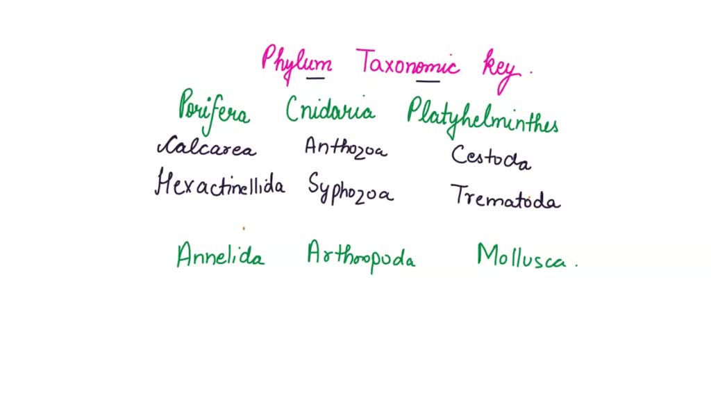 SOLVED: Text: Deuterostomia EXPERIMENT 1: CREATING A PHYLUM KEY Data