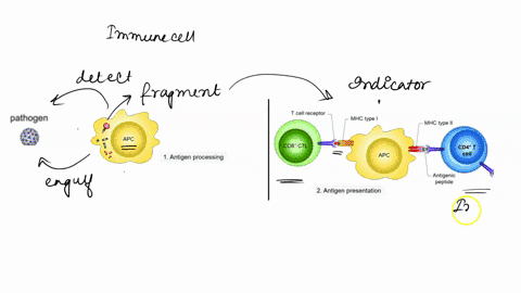 which-of-the-following-are-antigen-presenting-cells-yes-no-ncutrophils-helper-cells-b-cells-no-macrophages-iyesi-evtoloxic-cells-platelets-red-blood-cells-dendritic-cells-monocytes-77307