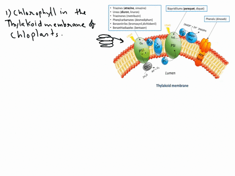 describe-the-process-of-atp-synthesis-at-the-thylakoid-membrane-name-the-reactants-the-energy-source-and-the-role-of-light-in-the-process-can-atp-synthesis-take-place-in-thylakoid-membranes-43088