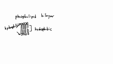 question-21-7-o-photpholipid-e-lipid-blayer-molocule-8-3-which-of-the-following-is-true-of-this-cartoon-of-a-section-of-membrane-the-section-of-membrane-ohown-here-repesents-the-fluid-part-of-the-flui