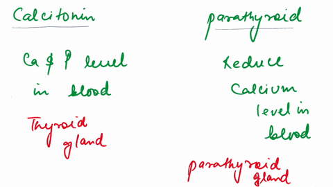 how-does-calcitonin-and-parathyroid-hormone-maintain-calcium-levels-in-the-body-56286