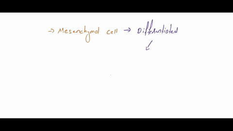 mesenchymal-cells-differentiate-into-which-of-the-following-a-osteoclasts-b-osteoblasts-c-osteocytes-d-none-of-the-above-84198