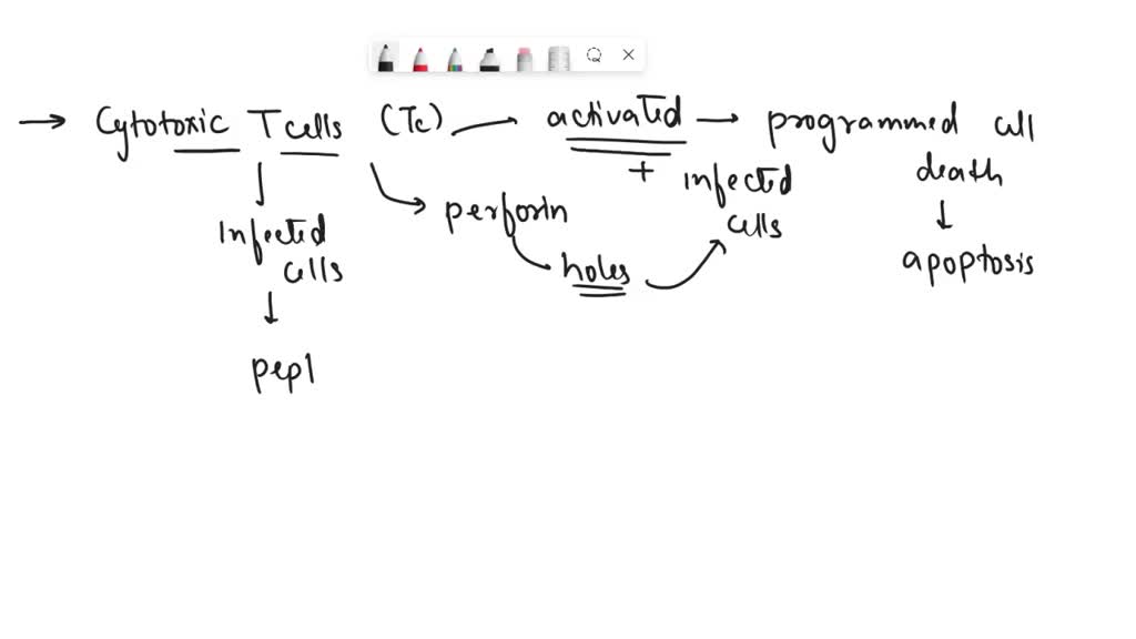 SOLVED: Activated Cytotoxic T cells: Undergo apoptosis Cause infected ...