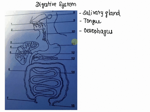 name-the-body-system-8-10-11-12-13-14-16-49607