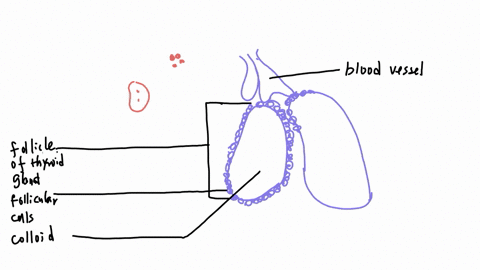 label-the-thyroid-gland-and-parathyroid-gland-by-clicking-and-dragging-the-labels-to-the-correct-locations-on-the-micrograph-oxyphil-cells-of-parathyroid-gland-follicle-of-thyroid-gland-chie-24815
