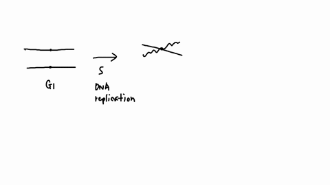 a-assuming-the-organism-has-an-identical-copy-of-this-sequence-on-its-homologous-chromosome-how-many-copies-of-this-sequence-would-exist-in-g2-of-the-cell-cycle-to-answer-thisdraw-the-2-chro-49957