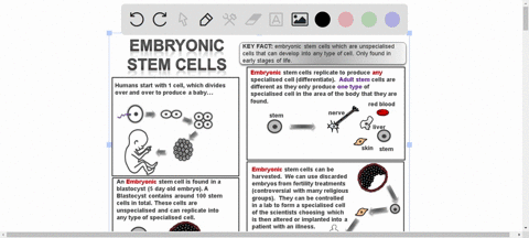 a-discuss-the-ethical-issues-on-the-research-on-human-embryo-and-human-embryonic-stem-cells-introduction-discussion-of-ethical-issues-both-for-and-against-conclusion-b-dr-smith-is-opposed-to-14984