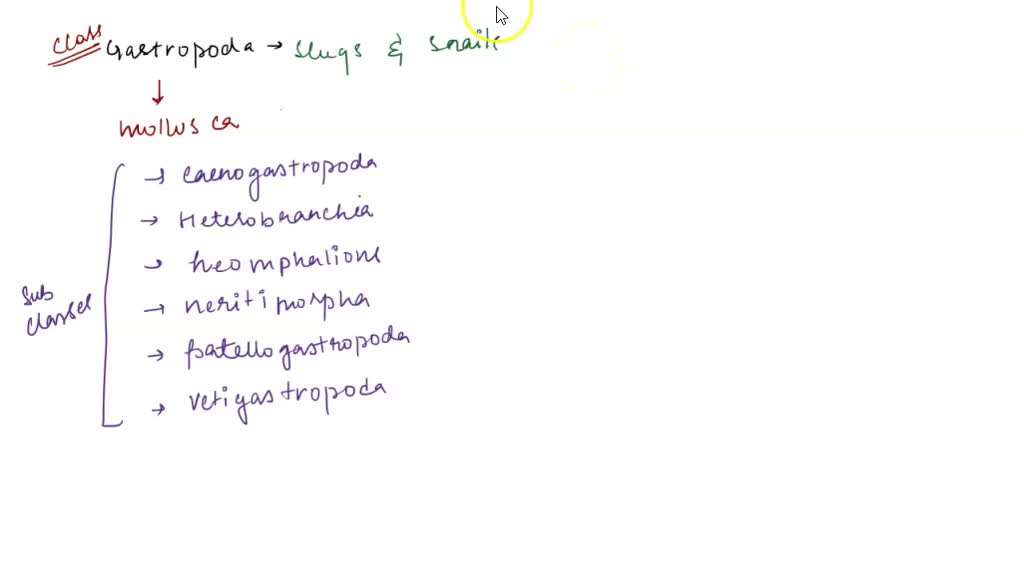 SOLVED What feature Is used by the Phylum Gastropoda t0 move? Legs A