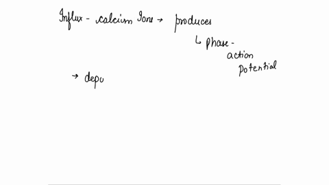 what-ion-movement-changes-the-membrane-potential-in-a-contractile-cell-from-negative-to-positive-39435