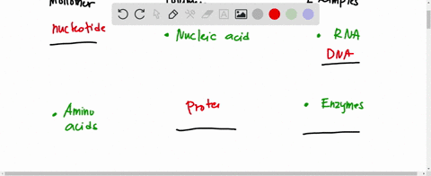 fill-in-the-blanks-in-the-table-below-monomer-polymer-name-examples-of-some-polymers-of-this-type-nucleic-acid-rna-___________-amino-acids-enzymes-_____________-starch-cellulose-highlight-th-70686