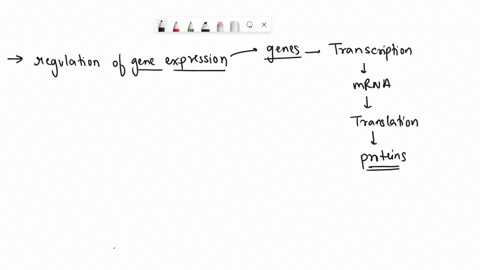 0315-the-regulation-of-gene-expression-in-humans-is-more-complex-because-human-cells-are-largc-comparcd-to-prokaryotes-pof-thc-presencc-of-specialized-cells-lprokaryotcs-can-maintain-stable-72396