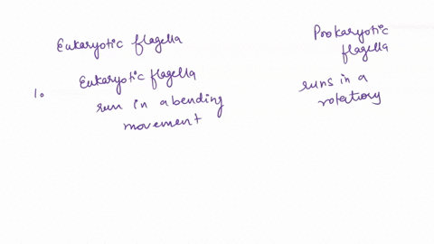 name-at-least-two-ways-that-prokaryotic-flagella-are-different-from-eukaryotic-flagella-75798