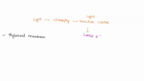 when-light-strikes-chlorophyll-molecules-in-the-reaction-center-complex-they-lose-electrons-which-3-59084