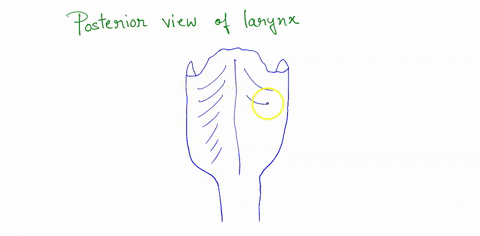 label-the-posterior-view-of-the-larynx-based-on-the-hints-provided-recurrent-laryngeal-pharyngeal-raphe-inferior-pharyngeal-constriclat-m-esophagus-86573