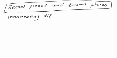 nerves-enervating-the-pelvic-region-and-the-anterior-leg-are-collectively-referred-to-as-the-oarachnoid-space-cauda-equina-sacralplexus-lumbarplexus-61689