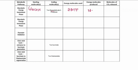 4-points-complete-the-following-table-and-questions-below-metabolic-pathway-starting-moleculels-ending-moleculels-energy-molecules-produced-molecules-of-coz-released-energy-molecules-used-gl-58166