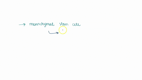 are-the-stem-cells-of-bone-and-are-involved-in-bone-growth-and-repair-79545