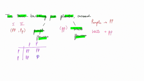 two-true-breeding-pea-plants-are-crossed-one-with-purple-flowers-and-the-other-with-white-their-offspring-are-a-mixture-of-purple-and-white-flowers-with-varying-genotypes_-homozygous-with-th-24563