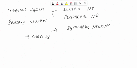 what-are-the-ganglia-involved-with-the-sympathetic-and-parasympathetic-nervous-system-78122