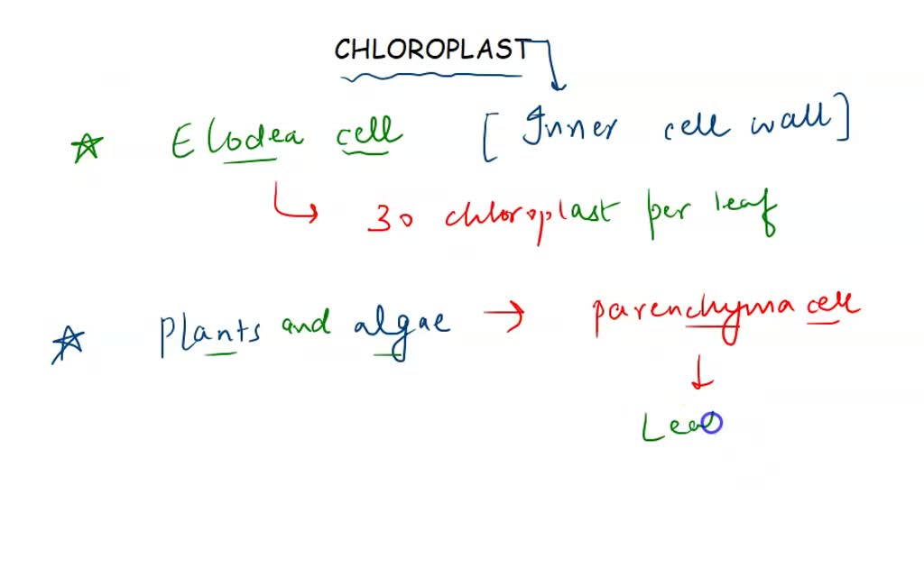 SOLVED The nuclei and chloroplasts in Elodea cells are normally