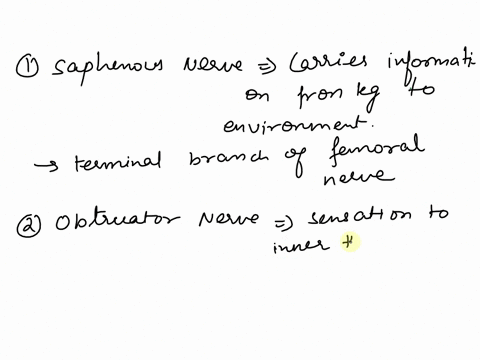 which-structure-is-highlighted-multiple-choice-saphenous-nerve-obturator-nerve-tibial-nerve-femoral-nerve-sciatic-nerve-24991