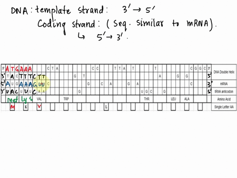 dna-to-disease-step-li-the-following-table-shows-partial-dna-mrna-trna-and-amino-acid-sequence-for-part-of-a-gene-associated-with-disease-complete-the-table-below-including-the-5-and-3-ends-40212