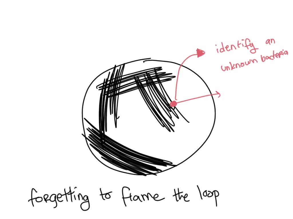 SOLVED 1. Why are pure cultures so important in a clinical lab? 2. Why