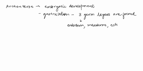 the-archenteron-develops-into-a-the-mesoderm-b-the-endoderm-c-the-placenta-d-the-lumen-of-the-dige-2-25936