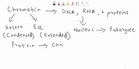 chromatin-is-a-word-used-to-refer-to-select-one-a-all-dna-and-associated-proteins-in-the-cell-b-some-arranged-genes-responsible-for-specific-traits-in-the-cell-c-some-chromosomes-in-the-cell-94419