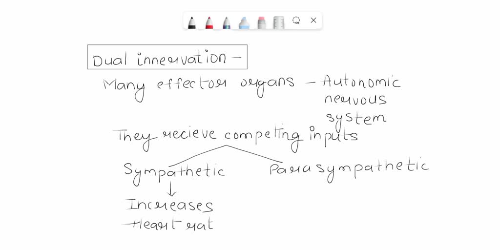 SOLVED Explain what dual innervation means with regard to the