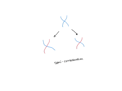 12-sketch-out-what-the-results-would-have-looked-like-from-meselson-and-stahls-experiments-if-dna-replication-was-conservative-sketch-out-what-they-would-like-if-dna-replication-were-dispers-75075