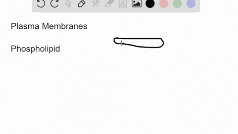 which-molecule-has-both-hydrophilic-and-hydrophobic-properties-and-would-be-found-in-plasma-membranes-12-85032