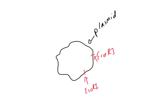 a-bacterial-plasmid-has-two-ecorl-sites-how-many-dna-fragments-will-results-when-it-is-digested-with-ecori-00-03-01-b-2