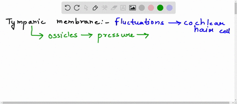 explain-how-vibration-of-the-tympanic-membrane-ultimately-causes-cochlear-hair-cells-to-release-a-neurotransmitter-90702