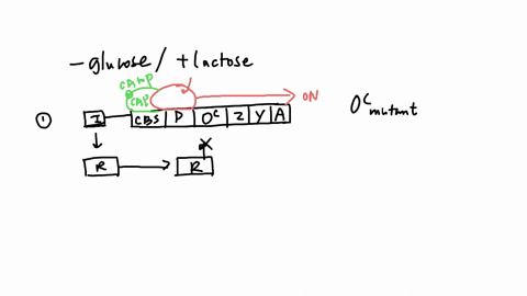 consider-an-e-coli-cell-with-the-following-would-each-mutation-have-mutations-what-effect-assuming-on-the-function-of-the-lac-no-glucose-is-present-and-operon-off-fully-on-or-partly-lactose-62383