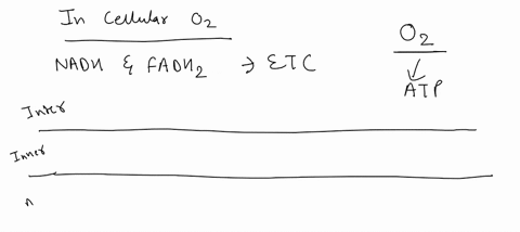 cellular-respiration-oxygen-loses-electrons-and-is-reduced_-loses-electrons-and-is-oxidized-gains-electrons-and-is-oxidized-gains-electrons-and-is-reduced-none-of-the-other-answer-options-is-84659
