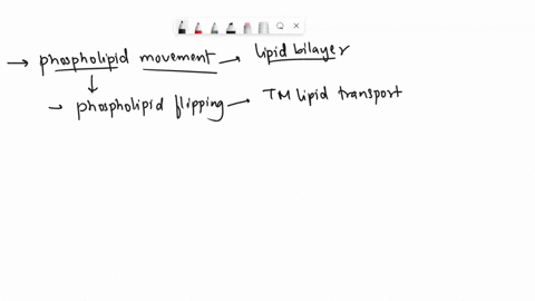 which-of-the-following-options-include-only-free-phospholipid-movement-in-membrane-bilayers-multiple-answers-you-can-select-more-than-one-option-a-phospholipid-flipping-movement-from-one-lay-97155
