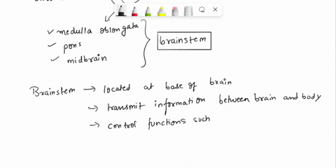 name-date-woral-benk-brain-stem-cerebrum-cerebellum-diencephalon-medulla-oblongata-pituitary-gland-pons-the-brain-lt-consists-of-the-medulla-oblongata-pons-and-midbrain-the-is-the-largest-pa-02191