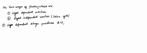 explain-the-stages-of-photosynthesis