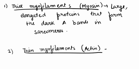explain-in-terms-of-thick-and-thin-myofilaments-why-skeletal-muscle-appears-striated-under-the-microscope-identify-the-bands-of-a-sarcomere-and-which-contractile-proteins-are-in-each-band-60004