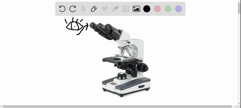 what-is-the-path-of-light-through-a-light-microscope-order-the-parts-of-the-microscope-that-light-goes-through-in-the-correct-sequence-1-7from-first-to-last-specimen-on-the-slide-ocular-lens-eyepiece-