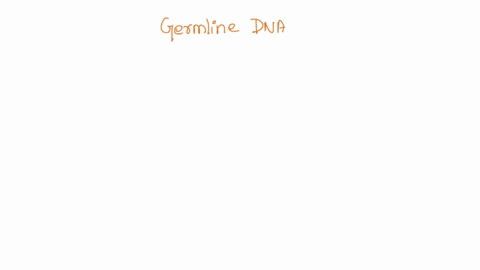 below-is-the-germline-dna-for-the-kappa-light-chain-gene-in-humans-the-intervening-sequence-between-regions-is-denoted-by-zzvil-iz-vz-1-zzv3-21-izev41-iezvs-21-iz-vnzl-ii-ieji-i-ijz-1-1j3-1-04707