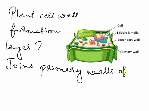 the-layer-joining-the-primary-walls-of-the-two-adjacent-cells-is-known-as-a-plasmodesmata-b-middle-lamella-c-periderm-d-casparian-strip-51358