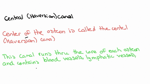 the-structure-that-runs-through-the-centre-of-the-osteon-is-the-volkmanns-canal-lamellae-periosteum-canaliculi-haversian-canal