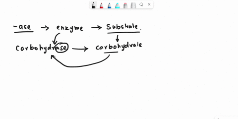 if-carbohydrase-is-an-enzyme-for-a-carbohydrate-substrate-a-what-type-of-molecules-is-the-substrate-for-a-lipase-b-what-type-of-molecule-is-the-substrate-for-a-protease-80212