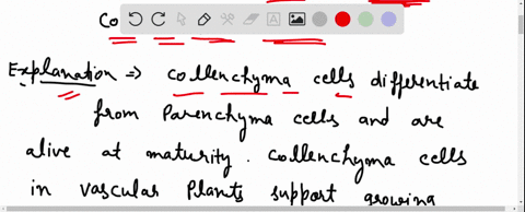 which-of-the-following-cells-are-living-at-maturity-and-allow-for-flexible-support-of-the-plant-a-sclerenchyma-cells-b-tracheids-and-vessel-elements-c-collenchyma-cells-d-parenchyma-cells-37996