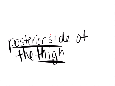 which-muscle-group-is-located-on-the-posterior-side-of-the-thigh-a-quadriceps-b-hamstrings-c-gastrocnemius-d-tibialis-anterior-e-soleus