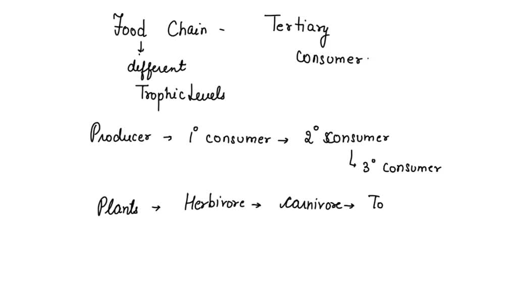 SOLVED Which animal is a tertiary consumer in this food chain? Owl