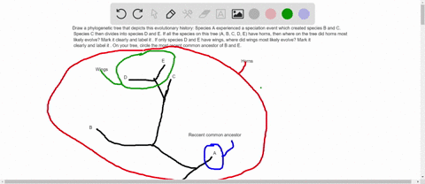 draw-a-phylogenetic-tree-that-depicts-this-evolutionary-history-species-a-experienced-a-speciation-event-which-created-species-b-and-c-species-c-then-divides-into-species-d-and-e-if-all-the-05057