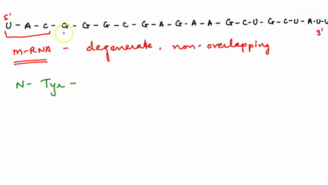 sometimes-a-mistake-occurs-in-the-translation-of-an-mrna-strand-suppose-that-the-reading-of-the-mrna-strand-u-a-c-g-g-g-c-g-a-g-a-a-g-c-u-g-c-u-a-u-u-began-by-mistake-at-the-second-nucleotid-40365